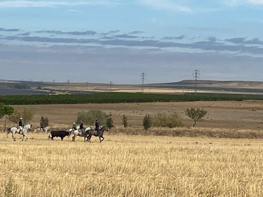 Quinto encierro tradicional de Medina del Campo // Fuente: La Voz